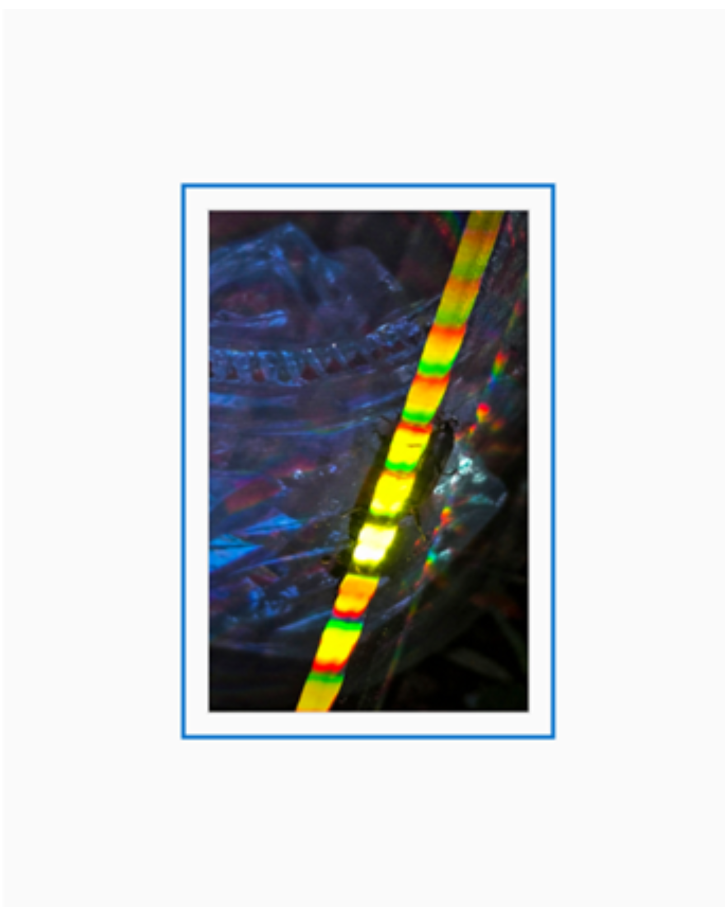 Studies in Bioluminescence- "Hello Hello" and "Signals" Duo Matted Prints- Limited Edition